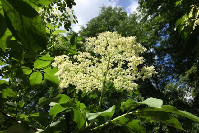 Hochblüte